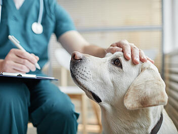Rätselhafte respiratorische Erkrankung bei Hunden nachgewiesen