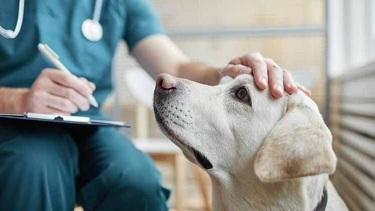 Rätselhafte respiratorische Erkrankung bei Hunden nachgewiesen