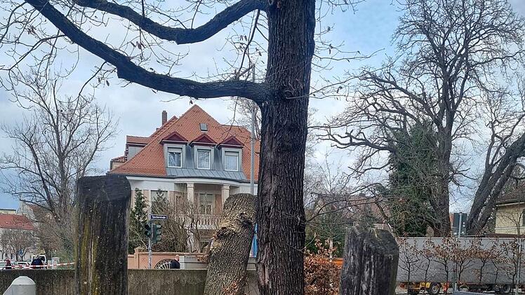 Baum in Nürnberger Kita umgestürzt: Mutter empört - "hätte Kinder töten können"