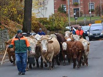 Der Almabtrieb durch die Ummerstadter Straße zum Strehler`schen Hof sorgte sogar für leichte Verkehrsbehinderungen im Weitramsdorfer Gemeindegebiet. Foto: Gabi Bertram