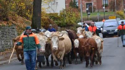 Der Almabtrieb durch die Ummerstadter Straße zum Strehler`schen Hof sorgte sogar für leichte Verkehrsbehinderungen im Weitramsdorfer Gemeindegebiet. Foto: Gabi Bertram
