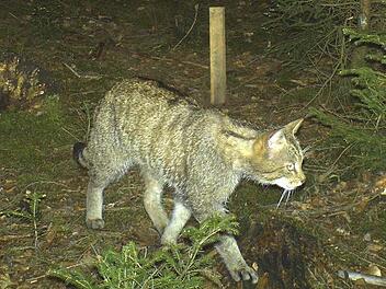 Dem Eberner Justus Vogt gelang diese   hervorragende Nachtaufnahme  einer Wildkatze an einem Lockstock, den der Bund Naturschutz  aufgestellt hatte.  Fotos Vogt