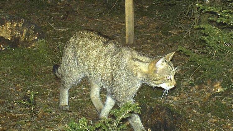 Dem Eberner Justus Vogt gelang diese   hervorragende Nachtaufnahme  einer Wildkatze an einem Lockstock, den der Bund Naturschutz  aufgestellt hatte.  Fotos Vogt