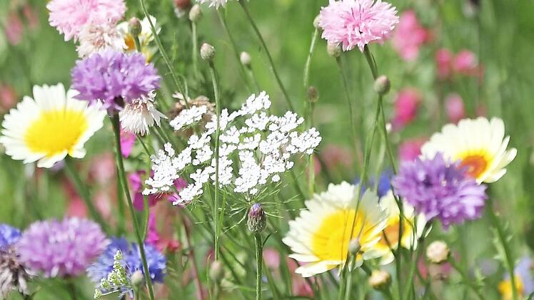 So farbenfroh könnte es auf vielen Grünflächen aussehen, wenn die Idee "1000 Bienen-Oasen für Forchheim" verfängt. Foto: Jupp Schröder