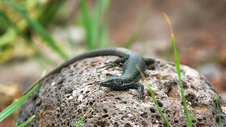 Forscher warnen: Inselreptilien sterben unbemerkt aus