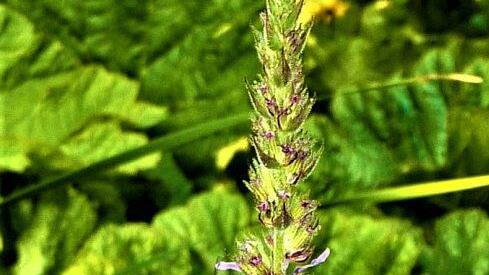 Der Blutweiderich lockt massenweise Insekten an.Gerd Fleischmann