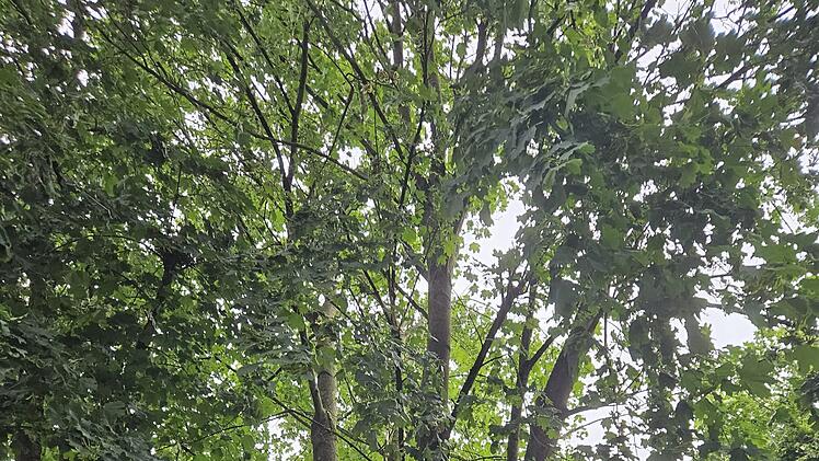 Marktrodach von Unwetter gebeutelt - verwüstete Friedhöfe, umgestürzte Bäume, geschlossenes Freibad