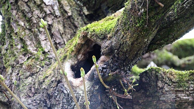 Fast in jedem Baum finden sich Löcher und Risse.Foto: Ulrike Nauer