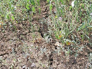 Tiefe Risse im Erdboden sind das Ergebnis der langanhaltenden Trockenheit. Fotos: Gerda Völk