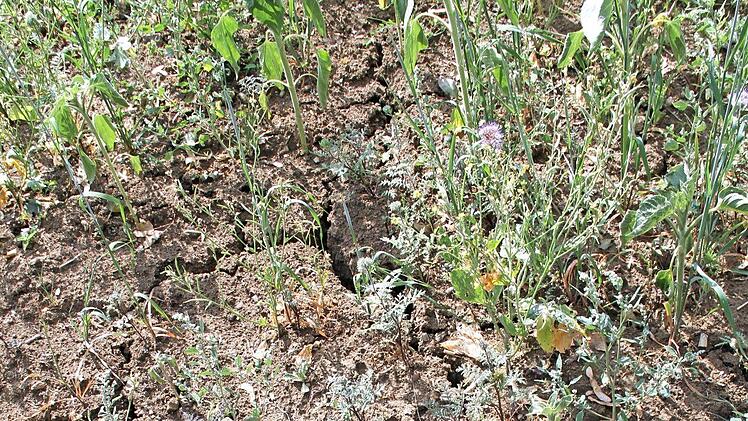 Tiefe Risse im Erdboden sind das Ergebnis der langanhaltenden Trockenheit. Fotos: Gerda Völk