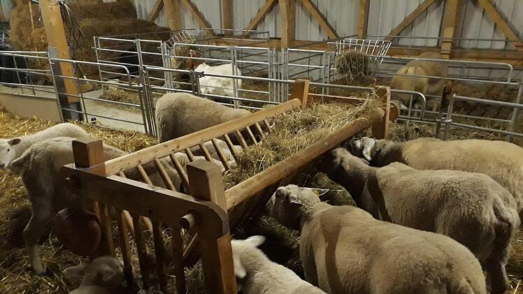 Die Schafe lassen es sich im geräumigen Stall  schmecken.Rentsch