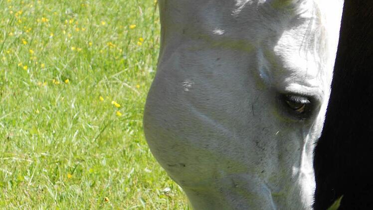 Chino  Foto: privat