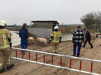 Die Multifunktionsleitern der Feuerwehr leisteten gute Dienste beim Einfangen der Schweine. Das gelang auch relativ schnell. Christian Licha