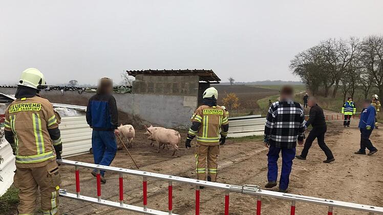 Die Multifunktionsleitern der Feuerwehr leisteten gute Dienste beim Einfangen der Schweine. Das gelang auch relativ schnell. Christian Licha
