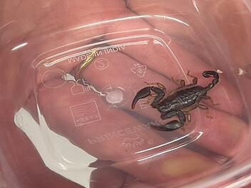 Skorpion in Lauf aufgetaucht Skorpion in Lauf aufgetaucht