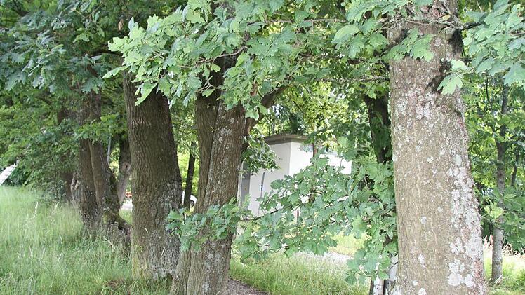 Den Eichen am Rehberg sieht man ihr Problem mit den Eichenprozessionsspinnern nicht an.