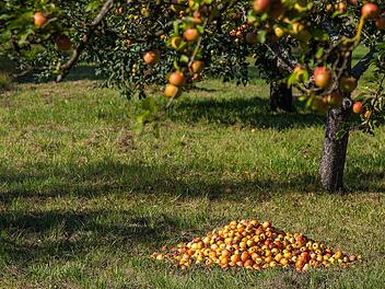 Gartenpflege zum Herbstanfang