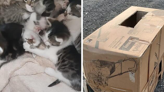 Tierheim Kronach macht grausamen Karton-Fund - "h&auml;tten ihre Mama sicher noch gebraucht"