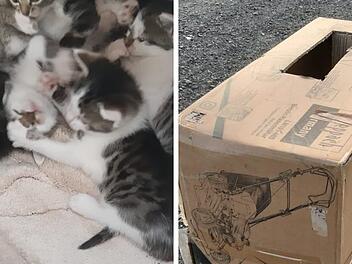 Tierheim Kronach macht grausamen Karton-Fund - "hätten ihre Mama sicher noch gebraucht"