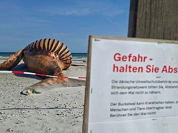 Weitere Entwicklung zum Buckelwal in der Ostsee