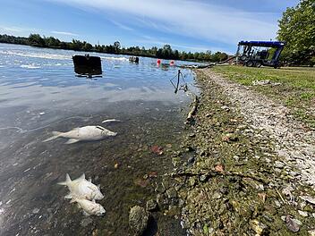 Kulmbacher Kiesw&auml;sch: Nach pl&ouml;tzlichem Fischsterben - so ist die aktuelle Lage