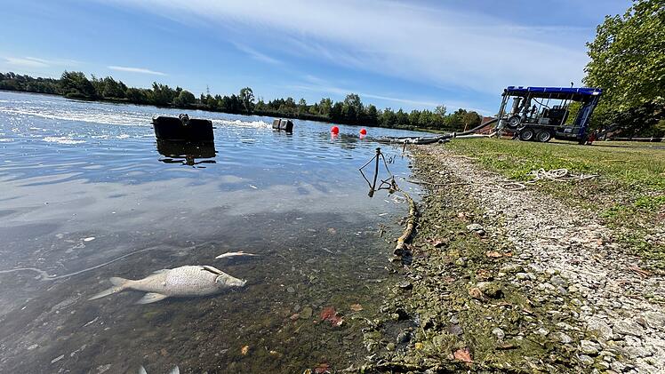 Fischsterben am Kulmbacher Naherholungsgebiet Mainaue