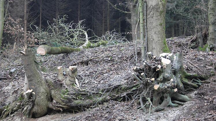 Die Bäume wurden "auf den Stock gesetzt".  Foto: Friedwald Schedel