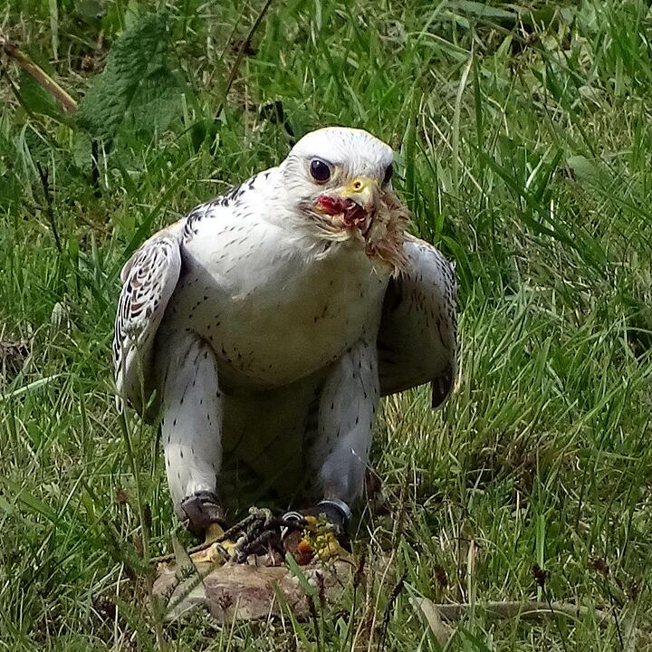 Ein Besuch im Wildtierpark Schloss Tambach. Danke an inFrankenPix-Nutzer herzolife!