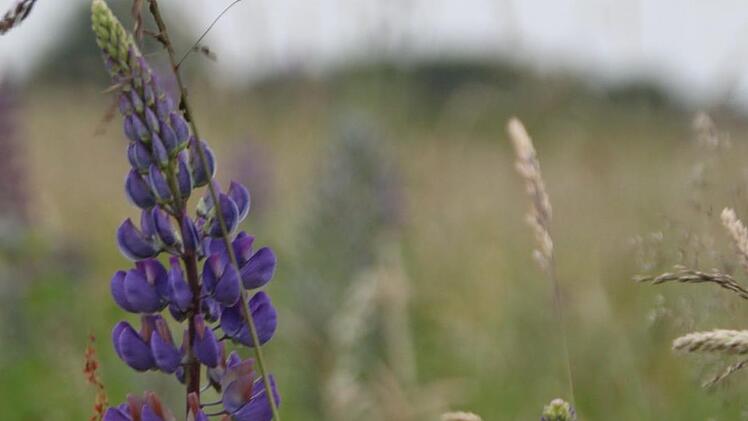 Die Lupine: Schön fürs Auge, aber eine Gefahr für die Artenvielfalt Foto: Ulrike Müller