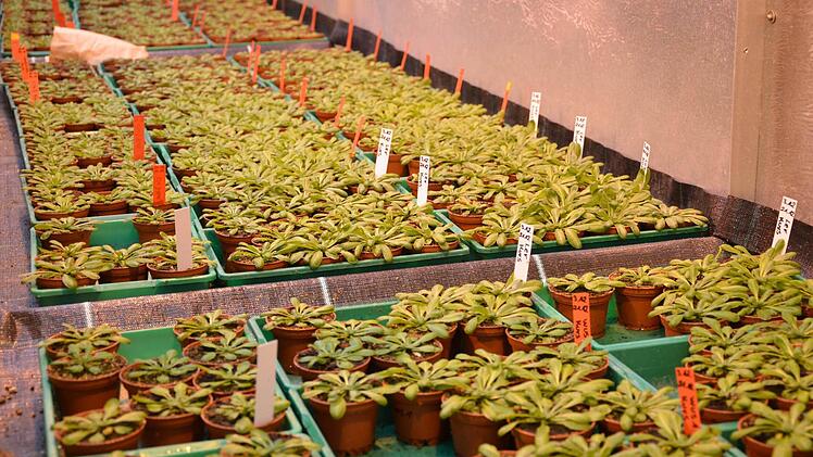 Auch die im Gewächshaus des Botanischen Instituts gezüchtete Dattel ist für Peter Ache (links) und Rainer Hedrich interessant, da sie große Hitze aushalten kann.  Fotos: Pat Christ