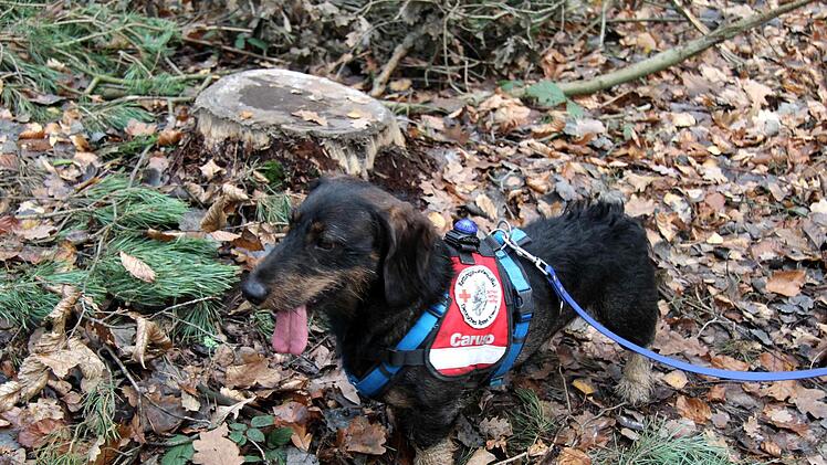 Eindrücke vom Aktionsnachmittag "Säge frei"   Richard Sänger
