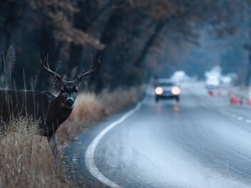 Bei Selb hat ein Polizeiauto einen heftigen Unfall beim &Uuml;berholen gebaut. Die Polizei war gerade am &Uuml;berholen, da &uuml;berquerte pl&ouml;tzlich ein Reh die Stra&szlig;e.