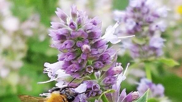 Eine Wildbiene f&uuml;hlt sich auf einer Duftnessel wohl.  Foto: privat