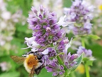 Eine Wildbiene fühlt sich auf einer Duftnessel wohl.  Foto: privat