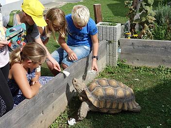 Zu Besuch bei Otto und Susi Schildkr&ouml;te