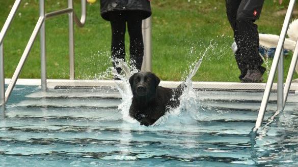 Aila die deutsche Meisterin im Turnierhundesport mit dem Sprung ins kalte Wasser war wohl der ber&uuml;hmteste Hund in Neustadt.