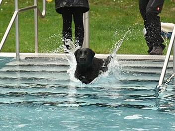 Aila die deutsche Meisterin im Turnierhundesport mit dem Sprung ins kalte Wasser war wohl der ber&uuml;hmteste Hund in Neustadt.