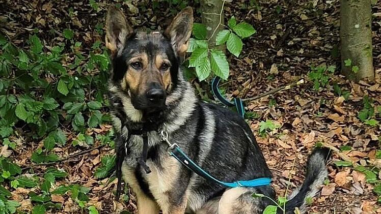 Schäferhund in Wald ausgesetzt