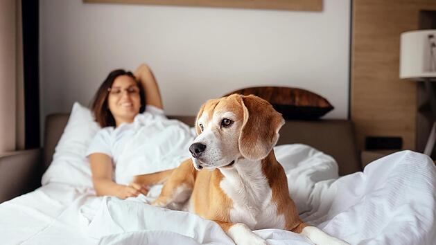Hundefreundliche Hotels & Unterkünfte