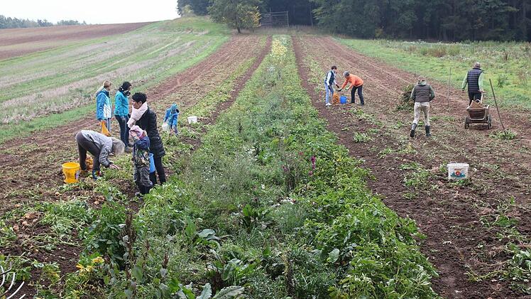 Auf 250 Ar wurden die beiden alten Sorten angebaut und jetzt geerntet. Foto: Michael Stelzner