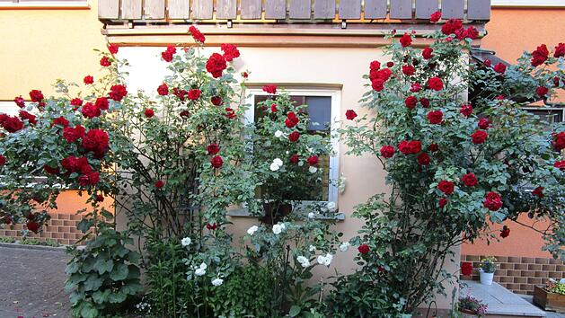 Wenig Bodenfl&auml;che f&uuml;r vergleichsweise viel Bl&uuml;tenpracht: Rosenb&uuml;sche in Birkach, aufgenommen im vergangenen Jahr Foto: Gerhard Elflein