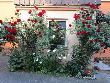 Wenig Bodenfläche für vergleichsweise viel Blütenpracht: Rosenbüsche in Birkach, aufgenommen im vergangenen Jahr Foto: Gerhard Elflein