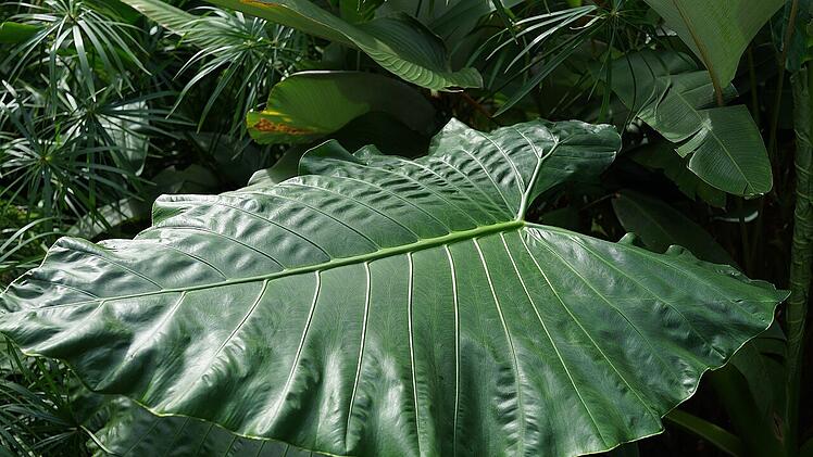 Im Tropenschauhaus könnt ihr viele außergewöhnliche Pflanzen bestaunen.