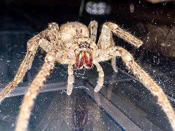 Arachnophobie aus dem Gehirn löschen: Würzburger Uniklinikum beginnt Studie