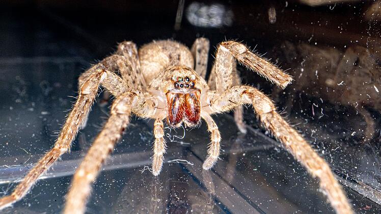 Arachnophobie aus dem Gehirn löschen: Würzburger Uniklinikum beginnt Studie
