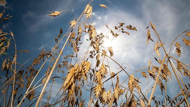 Während die Bamberger das Sommerwetter genießen, leiden die Straßenbäume unter der großen Trockenheit und Hitze. Die Stadt Bamberg bittet deswegen ihre Bürger, beim Gießen zu helfen. Symbolbild: Daniel Karmann/dpa