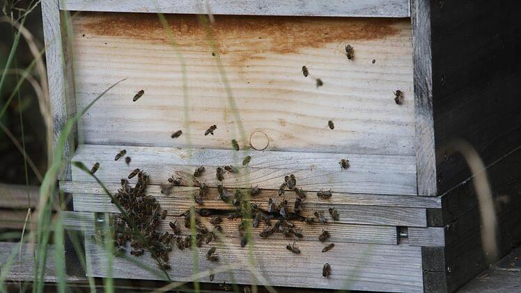 Auch Bienen gibt es im Limmersdorfer Forst. Sie produzieren den Waldhonig. Foto: Barbara Herbst