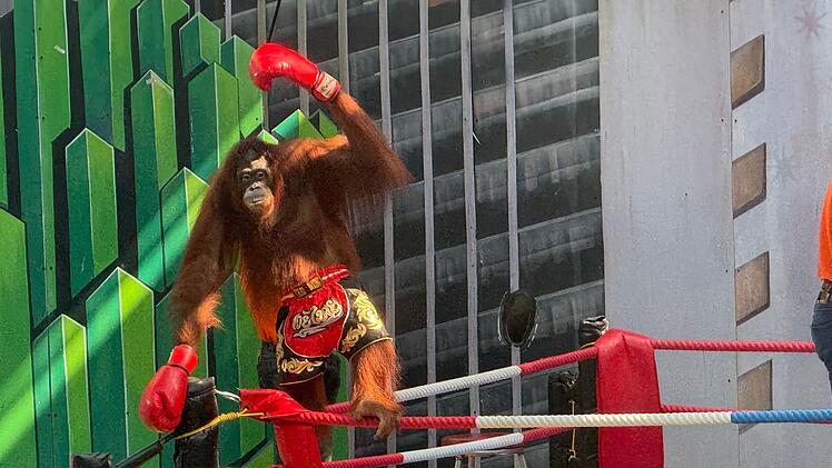 Orang-Utans als Touristenattraktion in Thailand