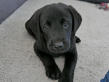 Die Hundesteuer ist in Bad Kissingen angepasst worden. Seit über 20 Jahren hatte sich an den Gebühren nichts geändert.