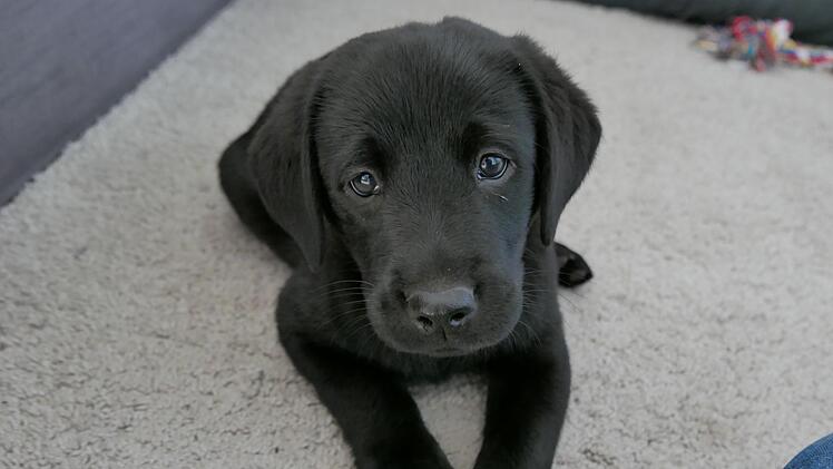 Die Hundesteuer ist in Bad Kissingen angepasst worden. Seit über 20 Jahren hatte sich an den Gebühren nichts geändert.